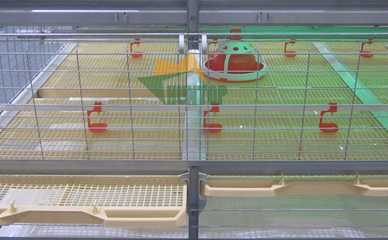 poultry feeder and drinker system